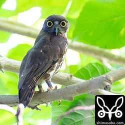 アオバズクのオス親。巣立ちはもう少し先のようです。