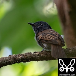 親と変わらないぐらい立派に成長したサンコウチョウ。