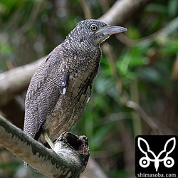 巣立ちして数日のズグロミゾゴイ。