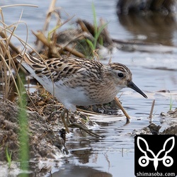 ヒバリシギ夏羽。