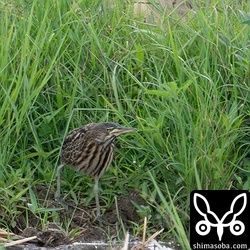リュウキュウヨシゴイの巣立ちビナは3兄弟がいました。