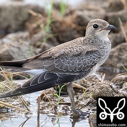 この個体は翼を痛めているようでしたが、軽症のようなので心配ないでしょう。