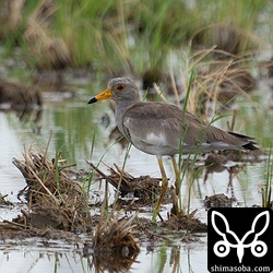 ケリの第1回夏羽。