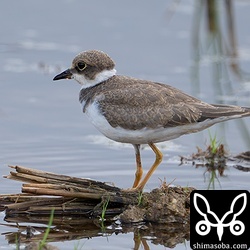 コチドリの幼鳥。2羽いました。石垣島内で繁殖してる可能性もありますね。