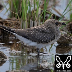 ツバメチドリは繁殖成績がよく、巣立ったヒナが多く確認できました。