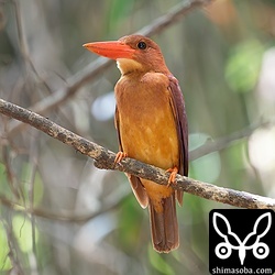 子育てを終えたアカショウビン。警戒心ゼロ個体。