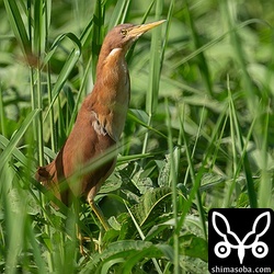 リュウキュウヨシゴイのオス。婚姻色は消えましたが美しい夏羽は残っています。