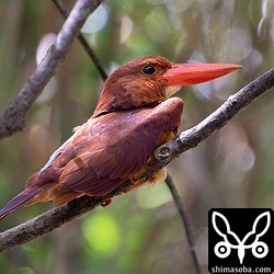 上と同個体。枝の下を車で通過してもこのリラックスぶり。座ってしまいました。