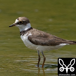 コチドリは10羽ほどで到着。到着したばかりで疲れた様子でした。
