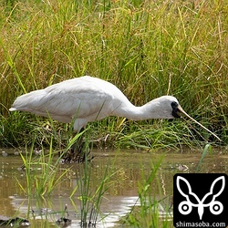 獲物をとらえたクロツラヘラサギ。畔沿いを歩きながら何かを捕まえていました。
