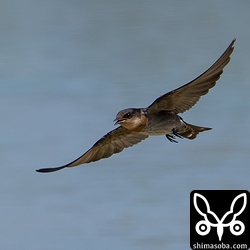 リュウキュウツバメの巣立ちビナ。田んぼに水を飲みにきていました。