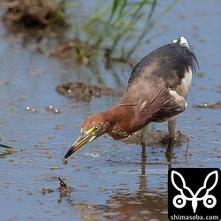 夏羽からわずかに冬羽が出ているアカガシラサギ。