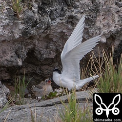 孵化後10日から2週間ほどのエリグロアジサシのヒナ。見えるだけで2ペア3羽いました。