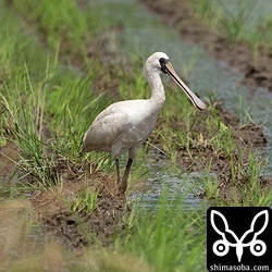 クロツラヘラサギは数日前から2羽で滞在中。