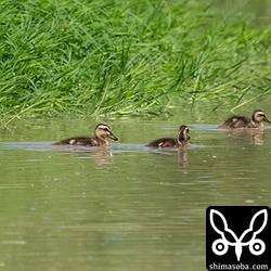 親を失って3羽で育っているカルガモ。バンの親子が現れると恋しそうについていくのですが、置いてきぼりにされていました。