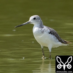 アオアシシギは数羽で飛来。関羽の進み具合はばらばらでした。