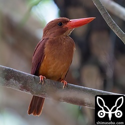 こちらは自宅近くのアカショウビン。巣立ったヒナたちは分散したようで見当たりませんでした。