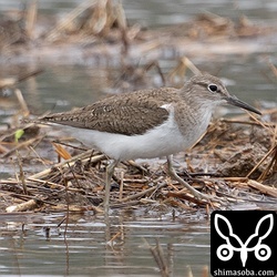イソシギも今季初です。