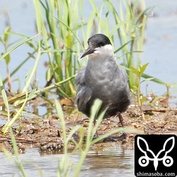 クロハラアジサシも複数箇所で確認。