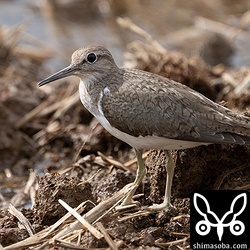 夏羽後期のイソシギ。