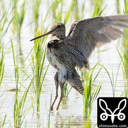 チュウジシギ成鳥。