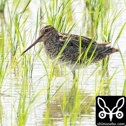 ふつうにチュウジシギの成鳥だなと思ったのですが…。