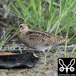 ハリオシギ幼鳥。