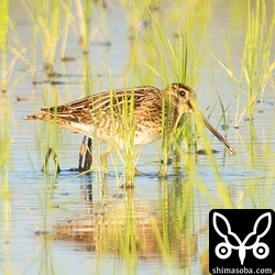 今季初のタシギ。幼鳥でした。