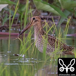ハリオシギ幼鳥。