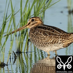 チュウジシギ幼鳥。
