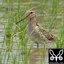 チュウジシギ幼鳥。