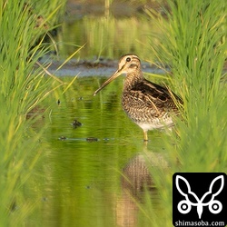 チュウジシギ幼鳥。