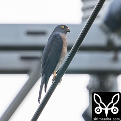 アカハラダカのメス成鳥。