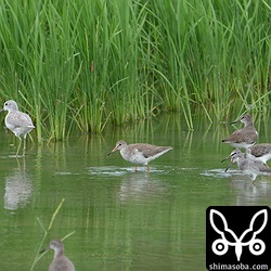 アオアシシギとアカアシシギとキアシシギで信号。