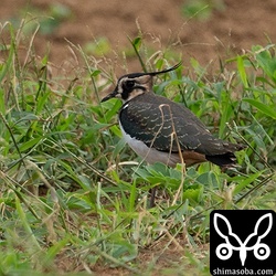 タゲリ数羽の群れが畑で羽休め。疲れた様子でした。