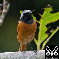 ジョウビタキは鳴き声も含めてかなりの数が滞在していました。
