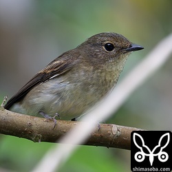 キビタキのメス第1回冬羽。3羽ほどいました。