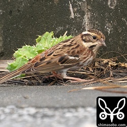 道路上で採餌するカシラダカ。渡ってきたばかりのようで、車やバイクが通っても逃げることなく必死に何かの種を食っていました。
