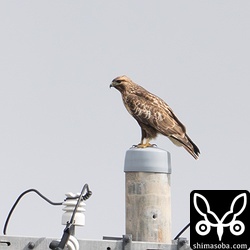 カラノスリ成鳥。ノスリも複数羽。このほかに猛禽はサシバ、チョウゲンボウ、ミサゴ、ハヤブサを確認。
