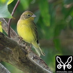 ノジコは島の南部で3羽を発見。沖縄では数少ないです。