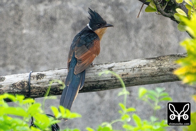 カンムリカッコウ