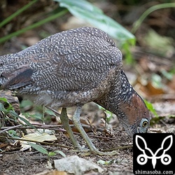 獲物を捕まえたズグロミゾゴイ。一気に引き抜くことができず、少しずつ引き上げていましたが、車が横を通ったので驚いて逃げてしまいました。