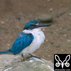 当初と比較するとかなり羽のすれが進んでいます。沖縄本島で8カ月ほど滞在したナンヨウショウビンは年末ごろにはかなり換羽が進んでいましたが、この個体はまだかかりそうです。