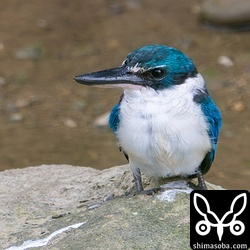 30分ほど休憩していたナンヨウショウビンは、お気に入りの岩から獲物を捕まえると木の中に隠れてしまいました。