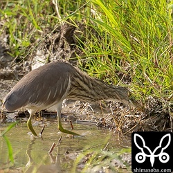 2羽滞在しているアカガシラサギのうちの一羽。警戒心がほとんどありません。
