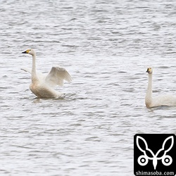 河口にコハクチョウが2羽。西表島で観察されていた個体です。