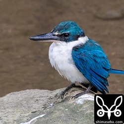 日がかげってもこの青さ。こちらに気づいていないのでリラックスして膨らんでいます。