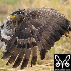 最近は、なぜか飛ぶ方向やマスコミの位置など私が現場を仕切ることになっているのですが、今回も予想通りのコースを飛んでくれたので、なんとか面目を保てました…。^^;