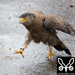 地面に放すと数メートルは歩いて移動。