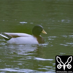 マガモと家禽? の雑種。